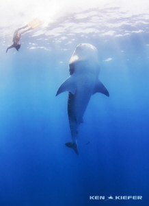 Freediver interacting with Whale Shark by Ken Kiefer 